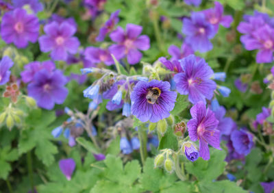 Close-up of purple flowering plants