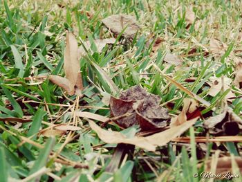 Close-up of plant growing on field