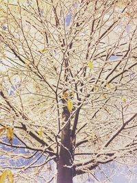 Low angle view of bare tree against sky