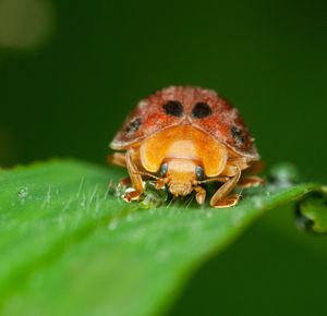 Close-up of insect on leaf