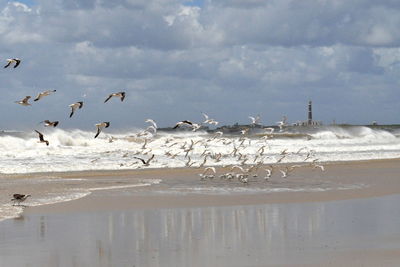 Seagulls flying over beach against sky