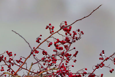 Low angle view of berries on tree against sky