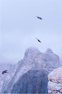 Low angle view of seagulls flying over rocks
