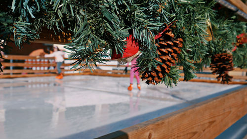 Close-up of christmas tree