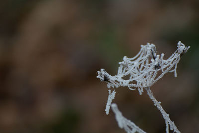 Close-up of snowflakes on frozen water