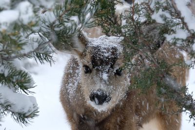 Portrait of sheep on snow covered land