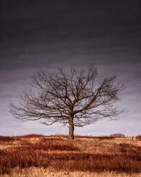 Bare tree on field against sky in shenandoah national park