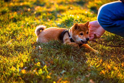 Cropped hand of person playing with puppy on grassy field during sunset