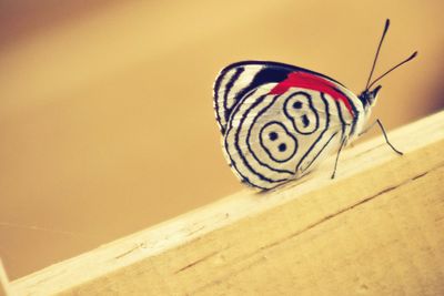 Close-up of butterfly on wood