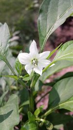 Close-up of white flowers blooming outdoors