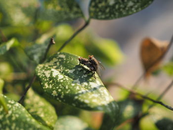 Close-up of insect on leaf