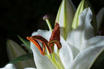 Close-up of water lily blooming outdoors