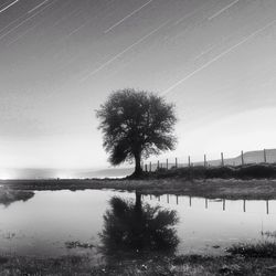 Bare trees by river