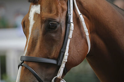 Close-up of horse