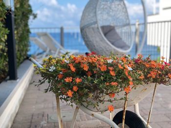 Close-up of flowering plants in wheelbarrow