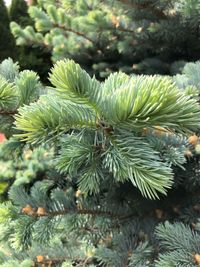 Close-up of pine tree