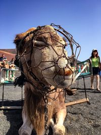 Close-up of camel sitting on field against clear sky