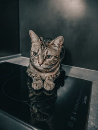 Close-up portrait of a cat