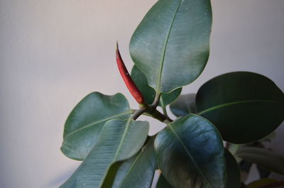 Close-up of red leaves on plant