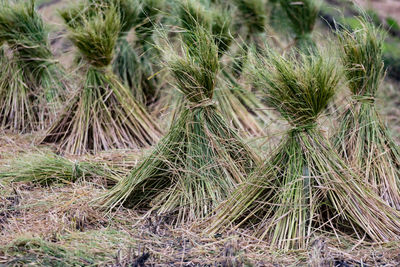 Close-up of plants growing on field