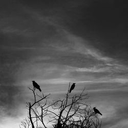 Low angle view of silhouette bird perching on tree against sky