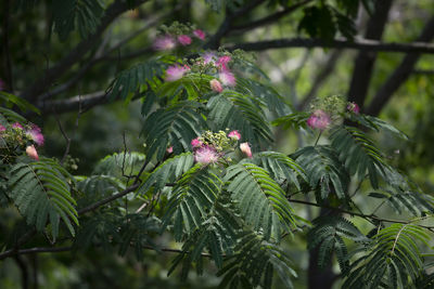 Mimosa tree albizia julibrissin leaves and pink blooms