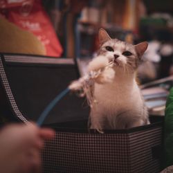 Close-up of cat at home