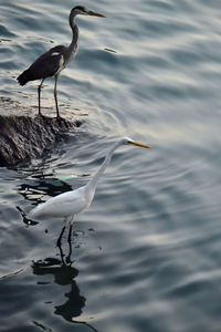 Bird in a lake