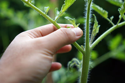 Close-up of hand holding leaves