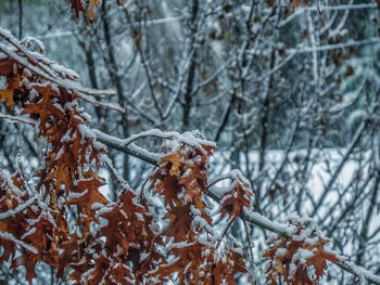 Close-up of frozen trees during winter