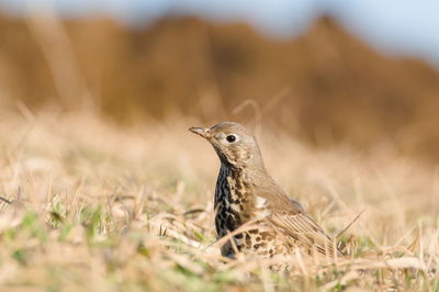 Close-up of bird perching on field