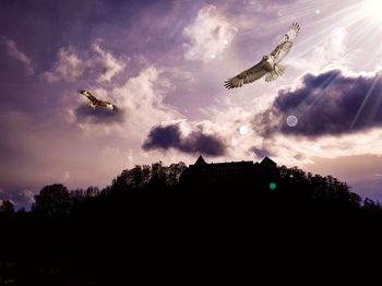 Silhouette birds flying against sky