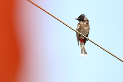 Low angle view of bird perching on cable