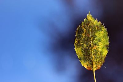 Close-up of plant against sky during autumn