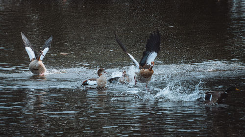 Ducks swimming in lake