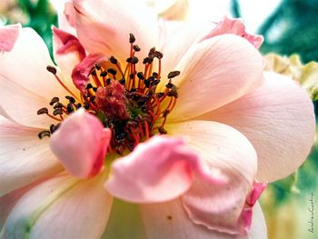 Close-up of pink flower