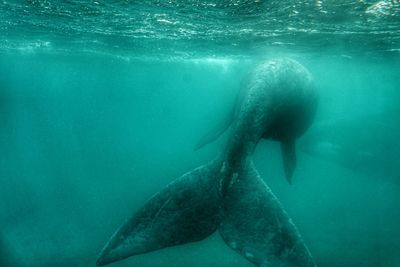 Close-up of swimming in sea