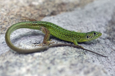 Close-up of lizard on rock