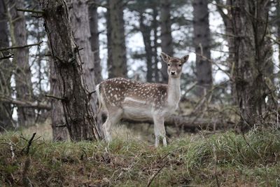 Portrait of deer in forest