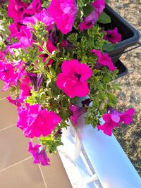 High angle view of pink flowering plant