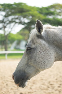 Close-up of horse on field against sky