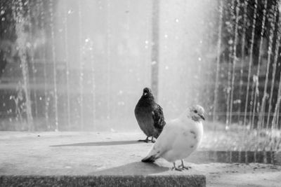 Two birds perching on the water