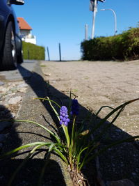 Close-up of purple flowering plant against sky