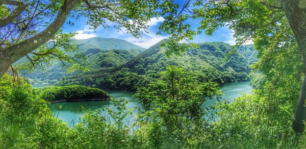 Scenic view of lake in forest