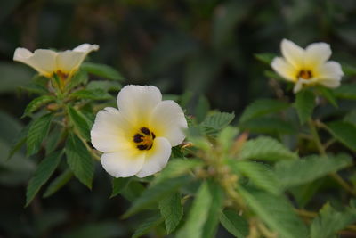 Close-up of white flowering plant