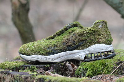 Close-up of moss on wood