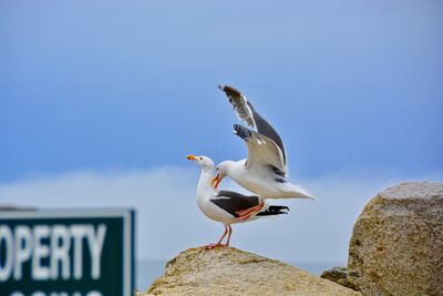 Seagull perching on rock