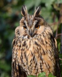 Close-up portrait of owl perching outdoors