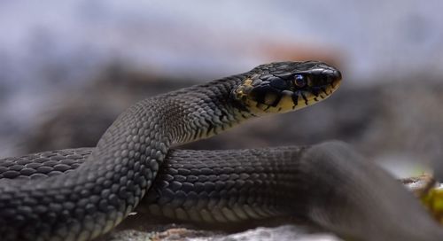 Close-up of lizard