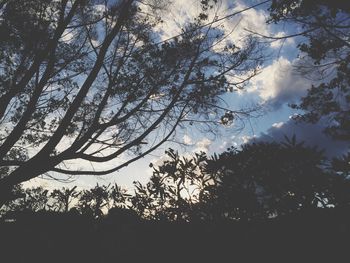 Low angle view of trees against sky